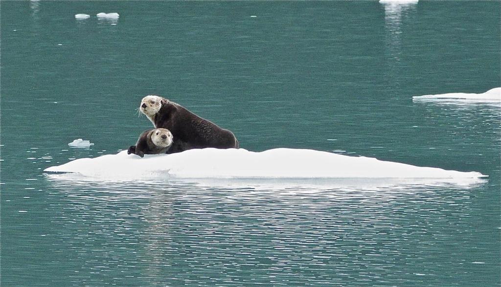 Otters on the ice © Tony Fleming